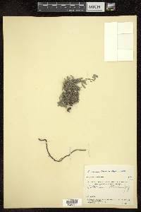 Eritrichium canum image
