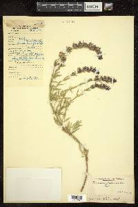 Hyssopus officinalis image