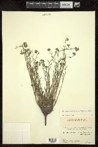 Eritrichium canum image