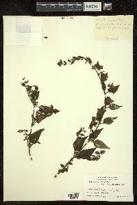 Melissa parviflora image