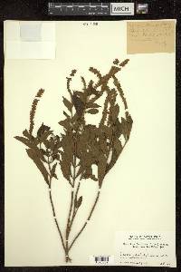 Elsholtzia fruticosa image
