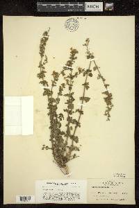 Nepeta nepetella image