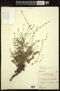 Cynoglossum wallichii image