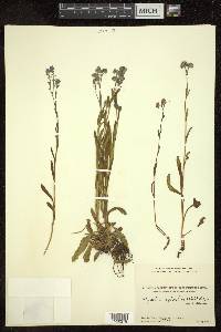 Myosotis sylvatica image