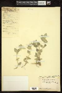 Leucas lanata image