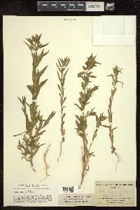 Gilia linearis image