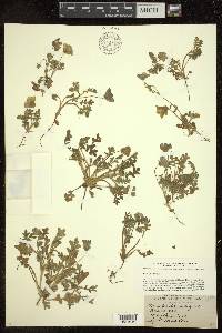 Nemophila insignis image