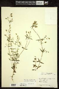 Halenia brevicornis image