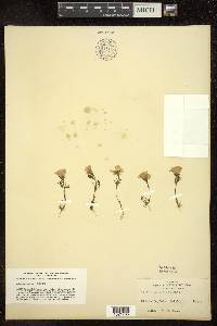 Gilia dianthoides image