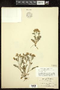 Polemonium humile image