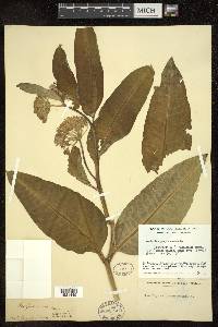 Asclepias purpurascens image