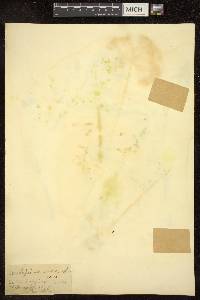Asclepias nivea image