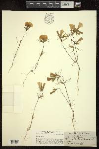 Linanthus dichotomus subsp. dichotomus image
