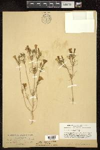 Linanthus dichotomus subsp. dichotomus image