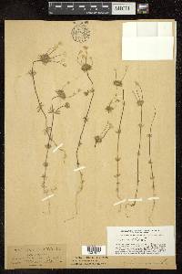 Gilia micrantha image