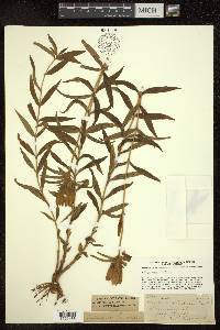 Gentiana linearis image