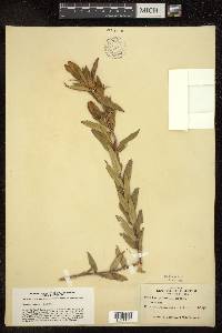 Gentiana puberulenta image