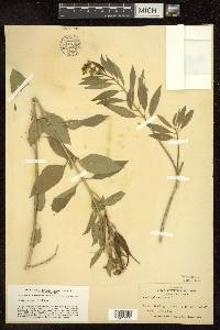 Asclepias nivea image