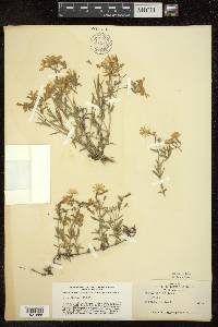 Phlox bifida image