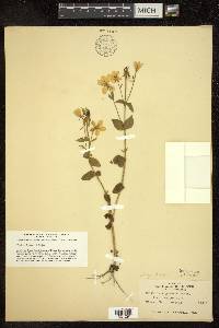 Sabatia angularis image