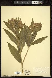 Asclepias incarnata var. pulchra image