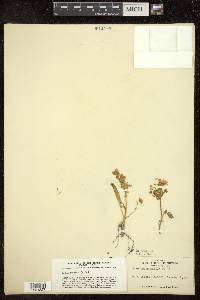 Polemonium humile image