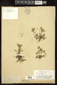 Nemophila menziesii image