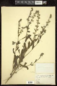 Lycopsis arvensis subsp. orientalis image