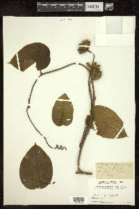 Ipomoea capitiformis image