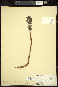 Orobanche cernua image