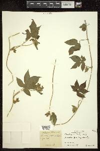 Ipomoea pes-tigridis image