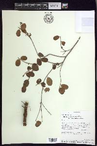 Mascagnia vacciniifolia image