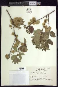 Mascagnia vacciniifolia image