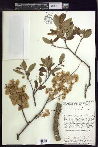 Mascagnia vacciniifolia image