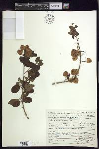 Mascagnia vacciniifolia image