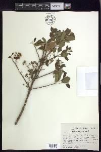 Mascagnia vacciniifolia image
