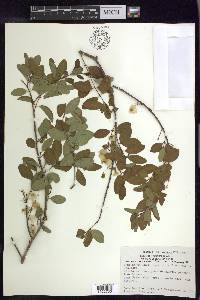 Mascagnia vacciniifolia image