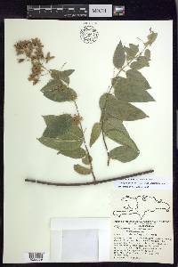 Mascagnia paniculata image