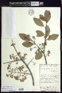 Mascagnia vacciniifolia image