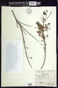 Mascagnia vacciniifolia image