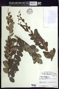 Mascagnia vacciniifolia image