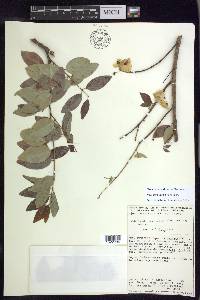 Mascagnia vacciniifolia image