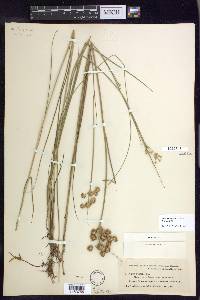 Juncus nodosus image