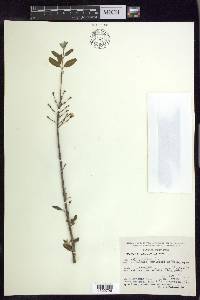 Mascagnia vacciniifolia image