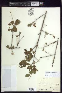 Mascagnia vacciniifolia image