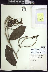 Alicia macrodisca image