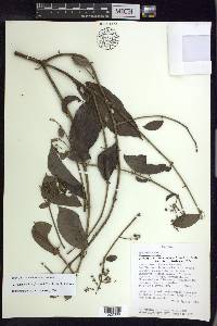 Alicia macrodisca image