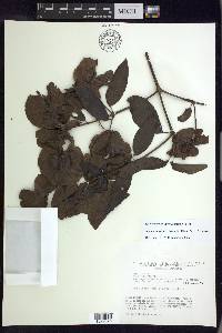 Alicia macrodisca image