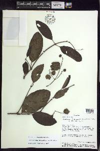 Alicia macrodisca image