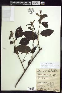 Alicia macrodisca image